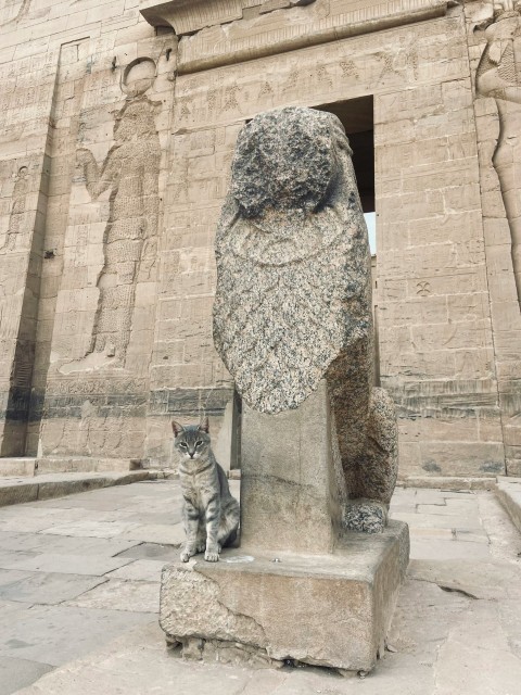 a cat sitting next to a statue of a lion