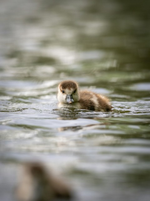 a duck swimming in a body of water 13b2lJiHh