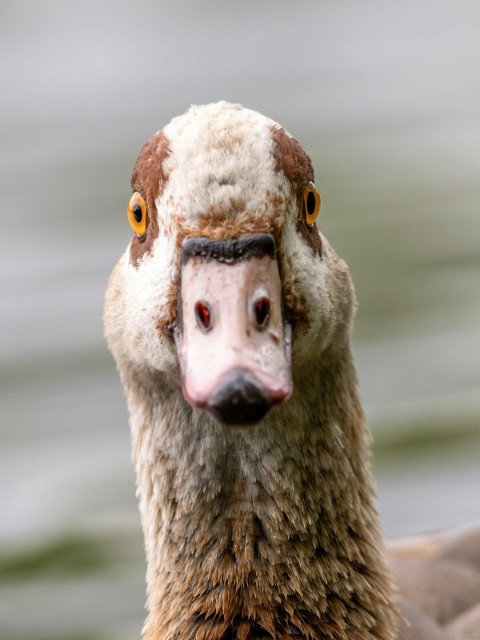 a close up of a duck with a blurry background