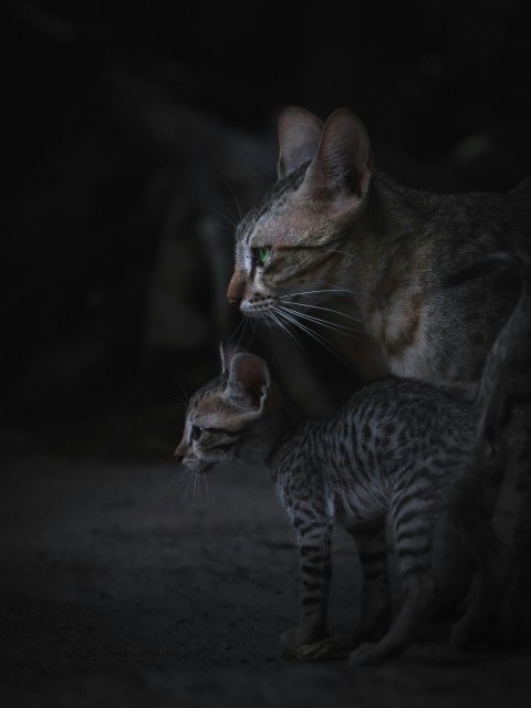 a mother cat and her kitten in the dark