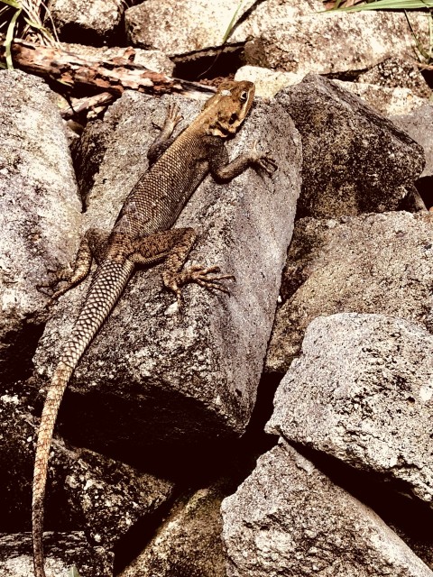 brown lizard on brown rock