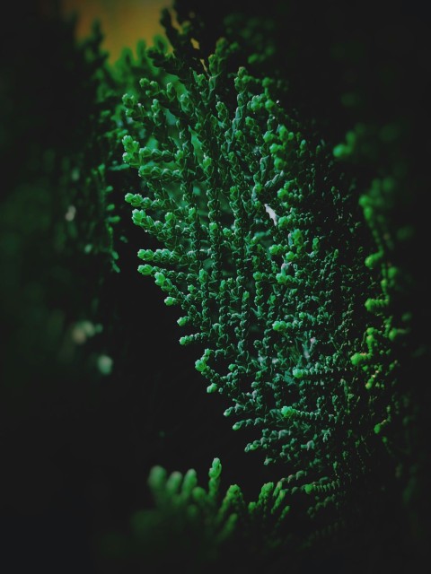 a close up of a green plant with lots of leaves