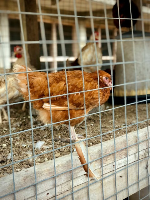 a group of chickens standing inside of a cage