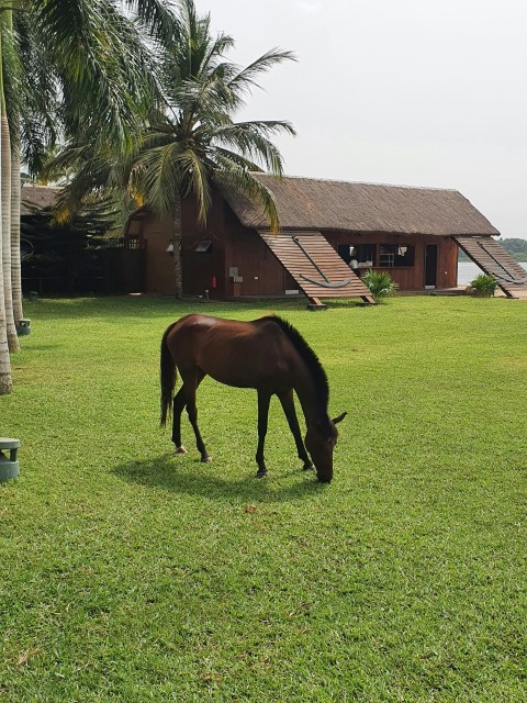 a brown horse grazing on a lush green field