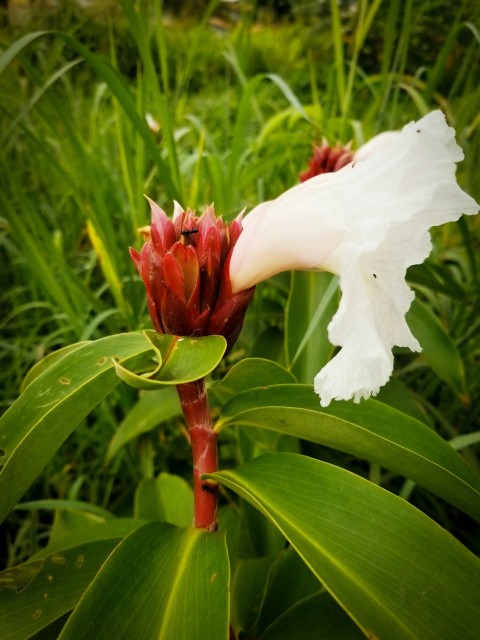 a white and red flower with green leaves h3