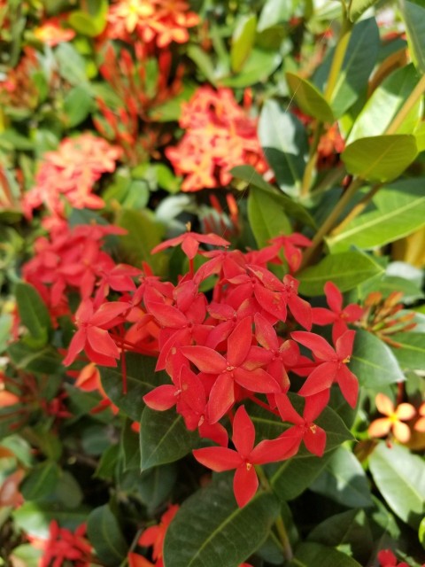 a bunch of red flowers that are on a bush