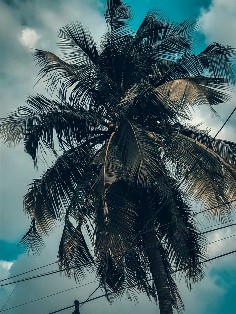 a palm tree with a blue sky in the background