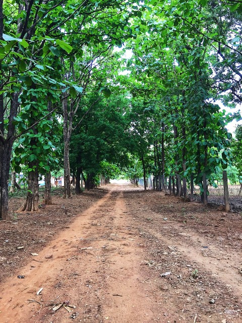 green trees on brown soil during daytime