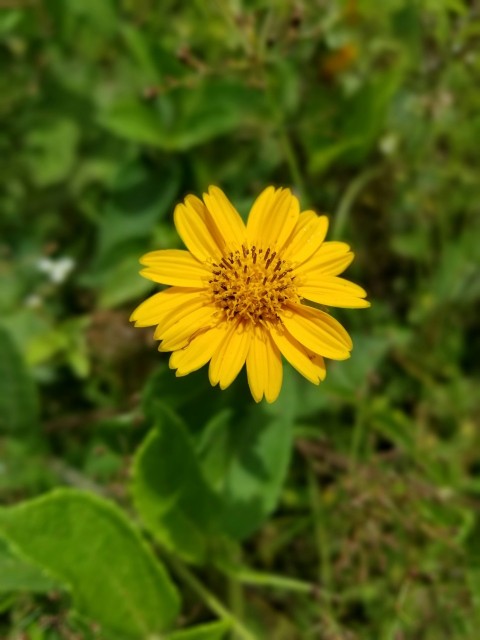 a close up of a yellow flower in a field