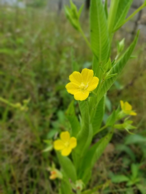 a close up of a yellow flower in a field