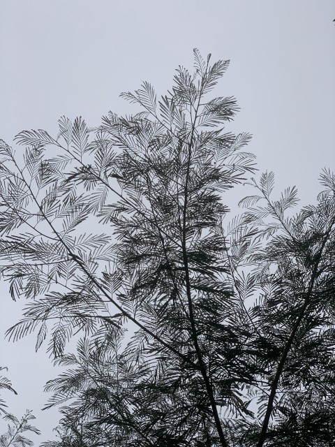 a black and white photo of a leafy tree