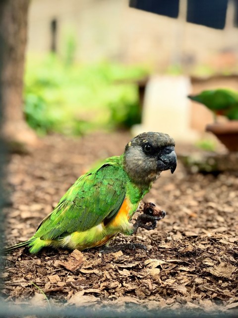 a green and yellow bird sitting on the ground