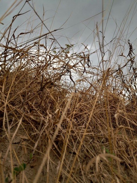 a field of wheat OQ