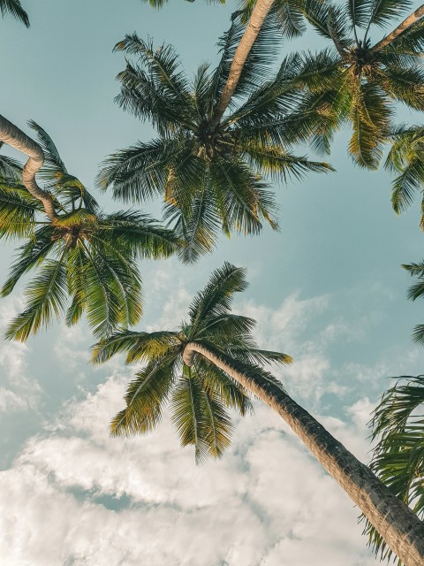 a group of palm trees reaching up into the sky