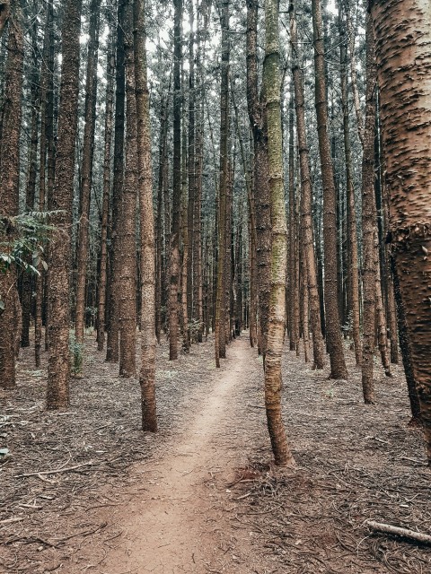 pathway under trees during daytime