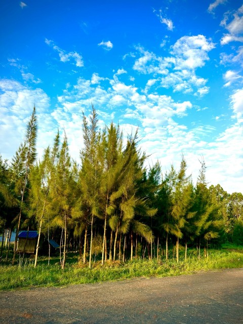 a group of pine trees on the side of a road