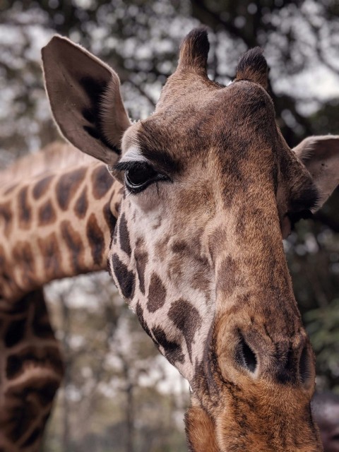 brown giraffe in close up photography