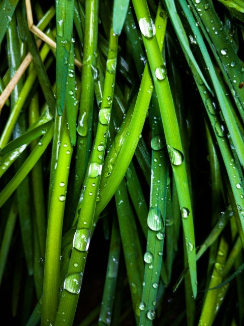 macro photography of green leafed plants