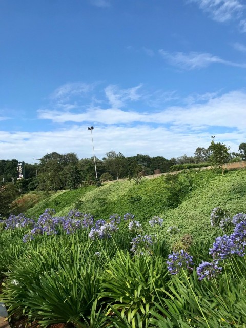 a grassy hill with blue flowers in the foreground