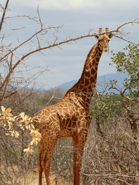 a giraffe standing in the middle of a field