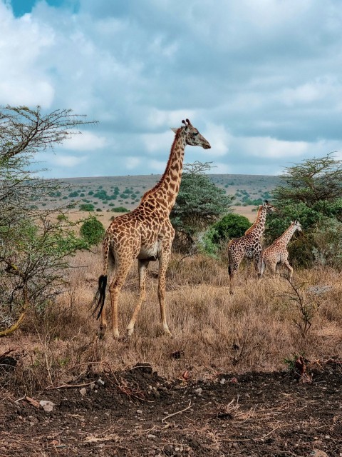 two giraffes are standing in a field dT4Iu01Zu