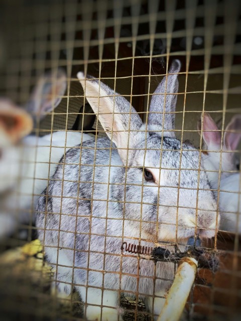 a couple of rabbits in a cage