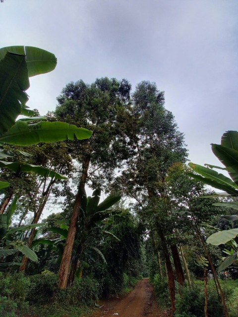 green trees under white clouds during daytime