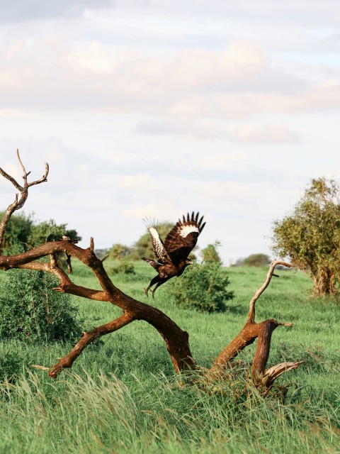 a large bird flying over a lush green field C