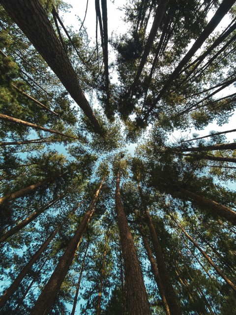 a group of tall trees standing next to each other