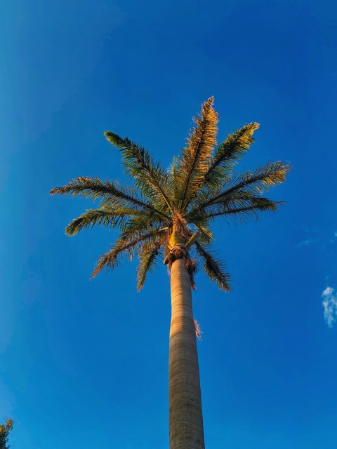 a palm tree with a blue sky in the background