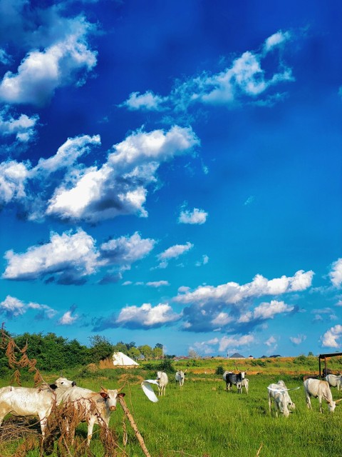 a herd of cattle grazing on a lush green field