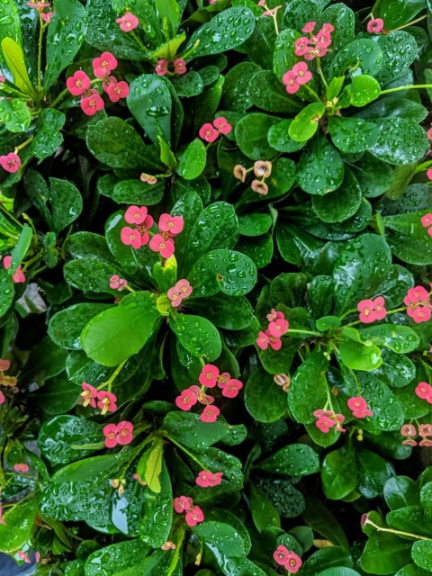 pink petaled flowers