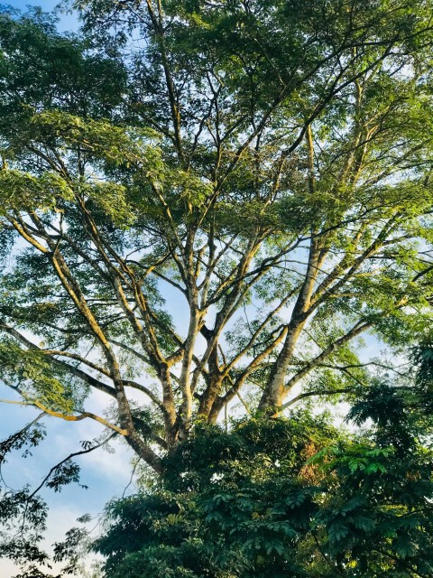 green tree under blue sky during daytime