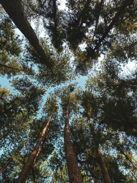 a group of tall trees standing next to each other