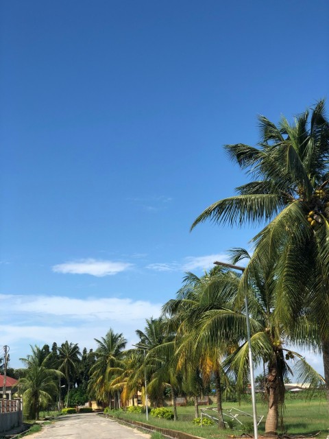 a path with palm trees on either side of it OG