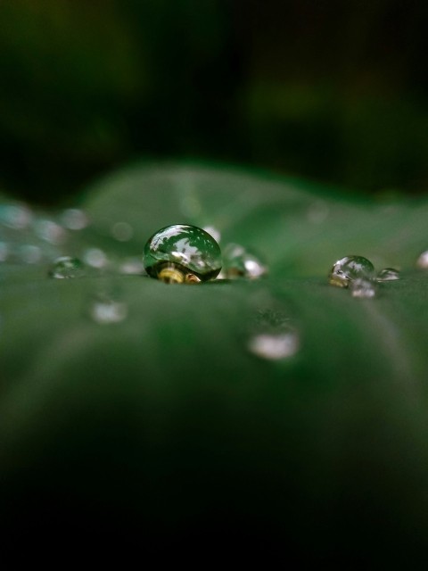 water droplets on green leaf