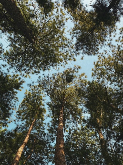 looking up at the tops of tall pine trees