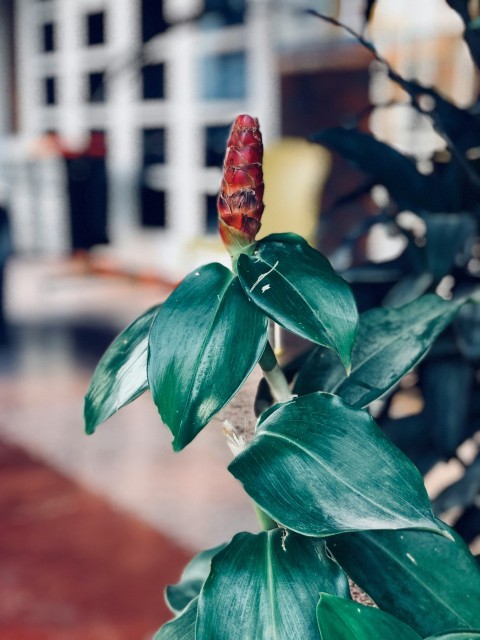 a close up of a flower on a plant