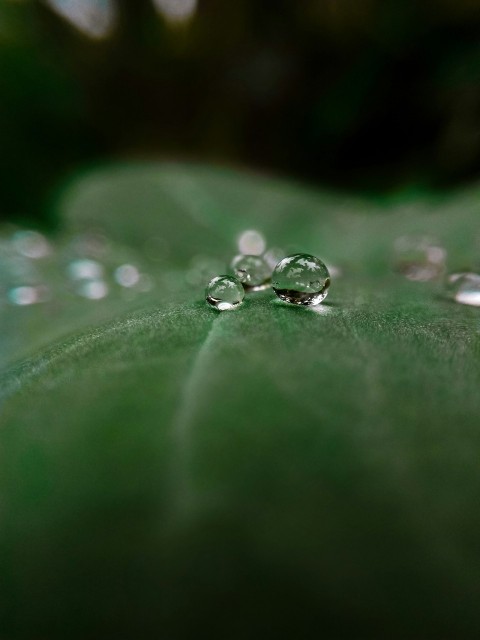 water droplets on green leaf