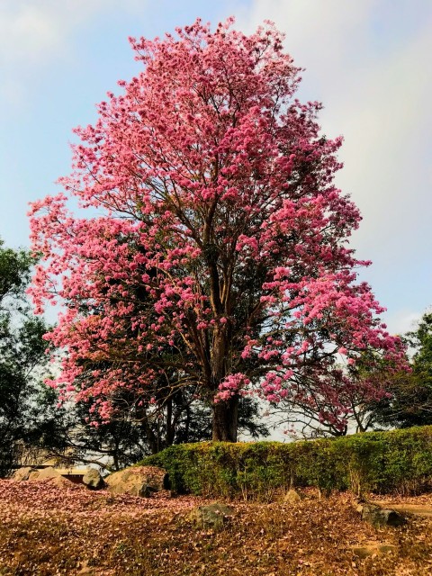 a large pink tree in the middle of a field