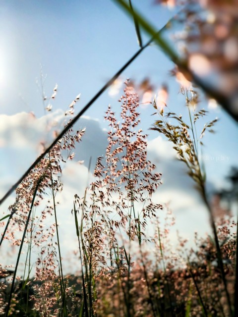 brown wheat field during daytime