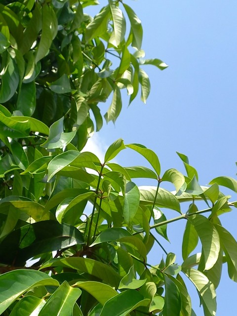 a bird is perched on a branch of a tree