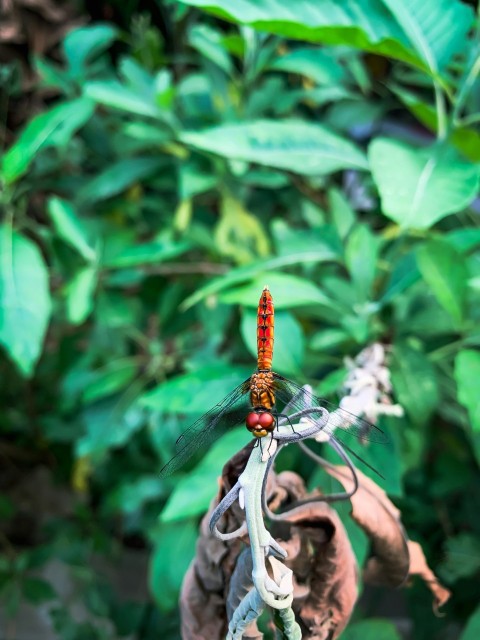 a red dragonfly sitting on top of a white flower