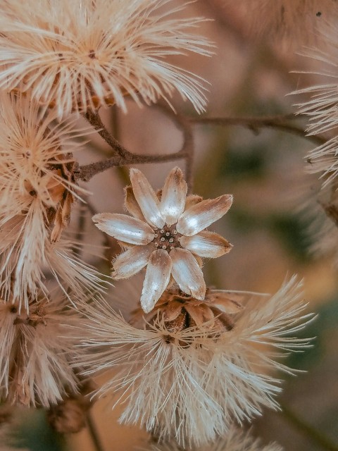 a close up of a flower