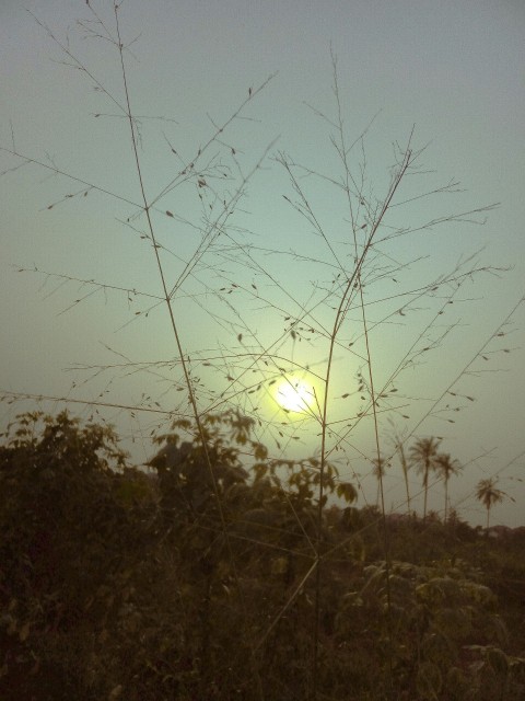 the sun is setting over a field of trees