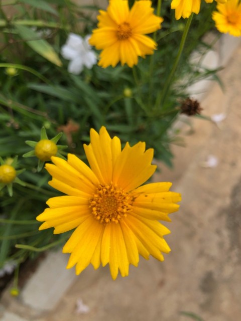 a close up of yellow flowers in a garden