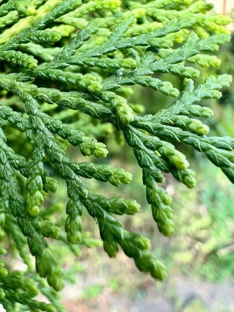 a close up of a green plant with lots of leaves