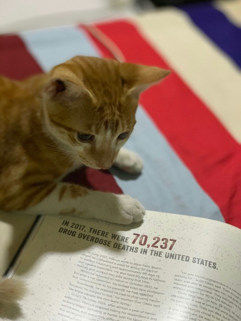 cat on book