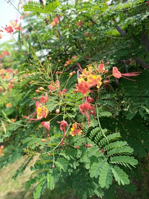 a bush with red flowers UpaPIxA