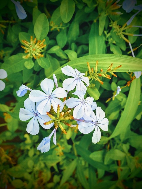 a bunch of flowers that are in the grass